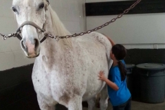 kayden-horse